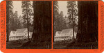 Mammoth Tree Grove Hotel, Mammoth Tree Grove, Calaveras Co., Cal., 3506