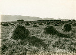 Alfalfa hay, Williams, California, 18579