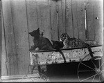 Cats in wagon