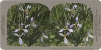 Close-up view of the "Ground Iris," Iris macrosiphon, B 584.24