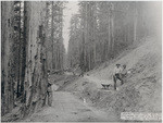 Looking west from sta. 941, extension of the C.W.R. & Nav., Fort Bragg to Willits, 1910