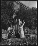 Ladies in Orange Grove. 106.