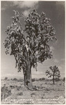 World's largest Joshua tree near Lancaster, California