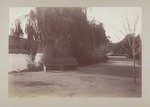 [View of bench next to weeping willow]