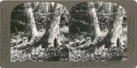 White Alder (Alnus rhombifolia) from near Palo Alto, California, S 246