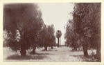 Olive Orchard at San Fernando Mission, 1892. # 1032