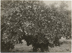 Oranges, Cone Ranch near Red Bluff, Tehama Co., Cal., 10894