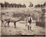 Feeding the deer, Golden Gate Park, San Francisco, Cal., 7266