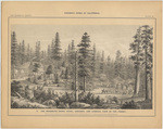 The Mammoth Grove Hotel, grounds, and general view of the forest, 12