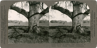 Trunk of Valley Oak (Quercus lobata) from Marin County, California, S 257