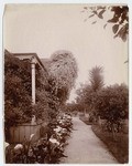 [Climbing rose on porch]