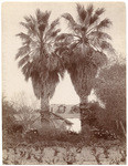 Date palms, Pasadena, Cal., 0379