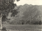 Sierra Madre Vintage Co. property