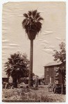 Old Fan Palm[,] Lyon St. Near Aliso St. 45