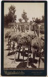 Seven Months Chicks at the Ostrich Farm, Santa Monica. # 148.