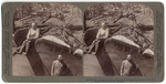 A monster log - a freshly fallen Sequoia Giant - Big Tree Logging, Converse Basin, California