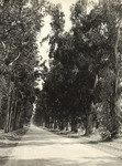 Eucalyptus drive, Santa Anita [Arcadia]