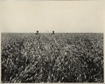 A Sutter Basin Wheat Field