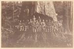 [Loggers and redwood]