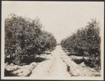 A section of the F. S. Reager citrus grove