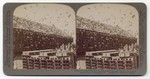 Sixteen Thousand Pigeons and their model apartment houses on a great pigeon farm, Los Angeles, Cal.