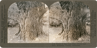 Trunk of Big Cone Pine (Pinus coulteri) Monterey County, California, S 52