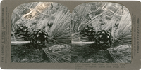 Leaves and cones of Torrey Pine (Pinus Torreyana) from San Diego Co., California, S 267