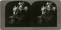 Leaves and blossoms of the Black Oak (Quercus kelloggii) from near Sebastopol, Calif., S263