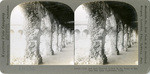 Vine and rose covered arches in the patio of Mission San Juan Capistrano, Calif., 23028