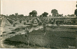 This panorama is a birdseye view taken from Mr. Dodge's place on Lot 84 adjoining Rio Linda Townsite on the east, and embraces the orchard home of Mr. McFarlane, Mr. Wright, Mr. Jefferson and Mr. Smith