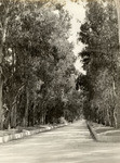 Eucalyptus Drive, Santa Anita