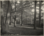 A forest of oaks and pines