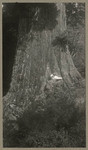 [Alfred Fuhrman and man in front of large tree, climbing over base of tree]