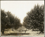 Q Ranch orchard. Ione Valley
