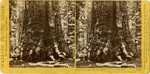 Section of the Grizzly Giant, 33 feet diameter, Mariposa Grove, Mariposa County, Cal., 1164