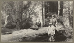 [Alfred Fuhrman and woman sitting on log with man standing in Muir Woods forest]