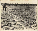 [Drying grapes]