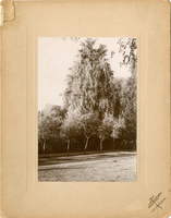 Tree-rose, south side Bird St. Oroville bet. Oak & Pine Streets, late 1890s