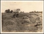 [Sixth cutting of alfalfa on the Wilkins Ranch east of Orland]