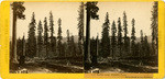 Scene near Donner Pass, Table Peak in the distance, 112