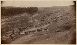 [Horse-drawn wagons hauling lumber for water flume construction in San Diego County]