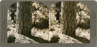 Trunk of Yellow Pine (Pinus ponderosa) from Yosemite National Park