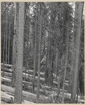 Felled and bucked timber in a heavy Redwood stand