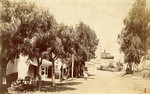 View from Catalina House, Avalon, Santa Catalina Island, Cal. # 229.