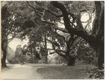 Berkeley Oaks (4 views)