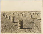 [Field of harvested crop]