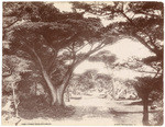 Cypress Drive, Monterey, Cal., 0381