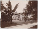 [Banana tree and house]