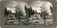 Aspens (Populus tremuloides) in Crescent Meadow, Sequoia National Park, California, S 237