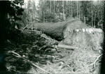 [Logged tree, vicinity of Shaver Lake] (3 views)